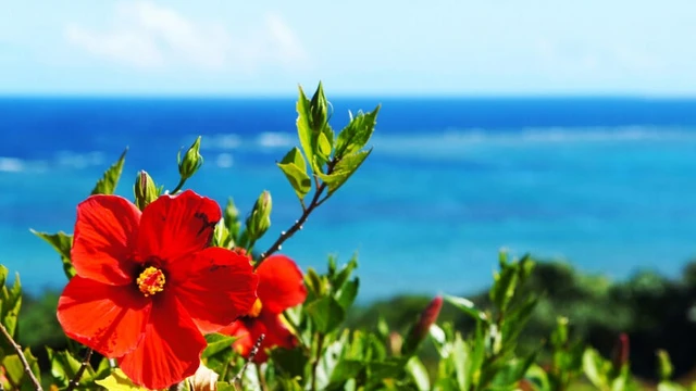 【沖縄の滝でアクティビティ】地元民のみぞ知る穴場『ター滝』 -やんばる国立公園-