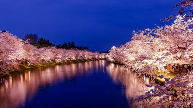 【2026年春】今年こそ見たい!行政が選ぶ東北の桜「みちのく三大桜名所」