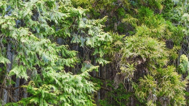 知っていますか?|ヒノキとスギの違いをお教えします!森林浴をより楽しむために。