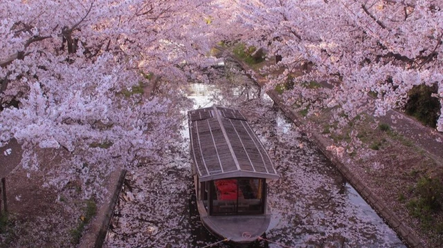 【2026年版関西・近畿地方の桜】意外と知られていない!?隠された桜名所6選!