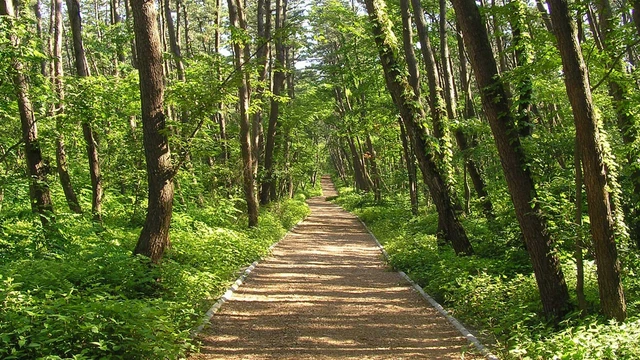 6冠の絶景「風の松原」完全ガイド|日本最大級の松林で森林浴・散策・ランニング・サイクリング