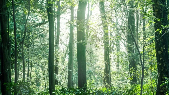 森の植物は人間と同じように、愛し合っては憎しみ合って生活している!?