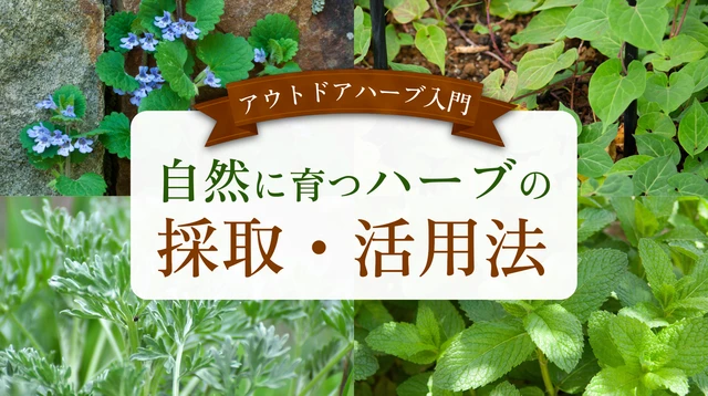【アウトドアのついでに!】自然に育つ野生ハーブを採取・活用する“ハーブ生活”入門