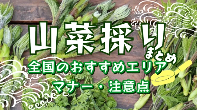 日本全国の山菜採りスポットまとめ|初心者でも安心!おすすめエリアとマナー・注意点を徹底解説