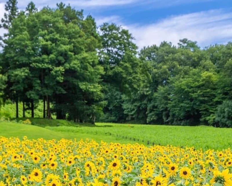 国営武蔵丘陵森林公園