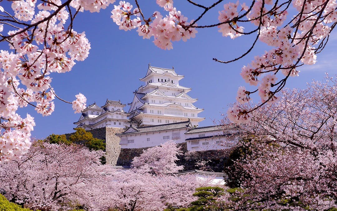 4 姫路城桜