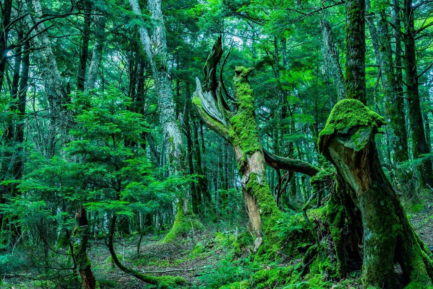 6 釈迦ヶ岳の栃木県県民の森