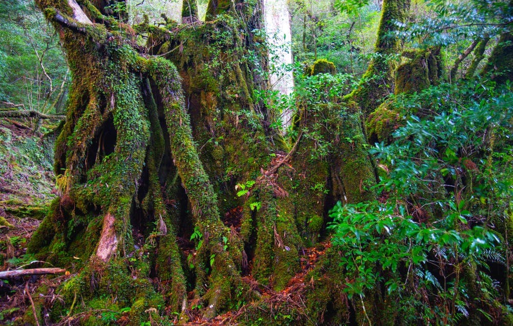 屋久島自然休養林