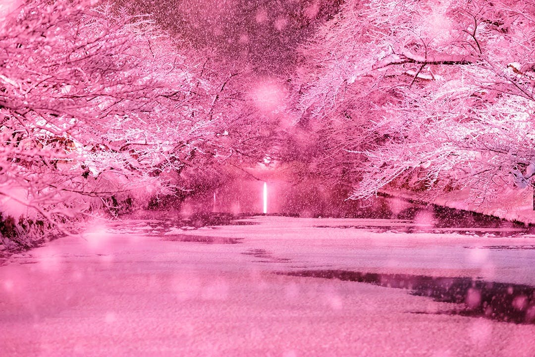 3 弘前公園-冬に咲くさくら