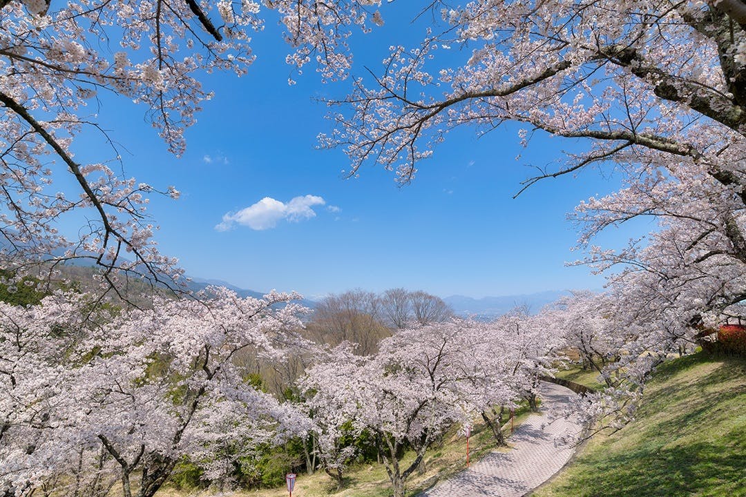 8 大法師公園の桜